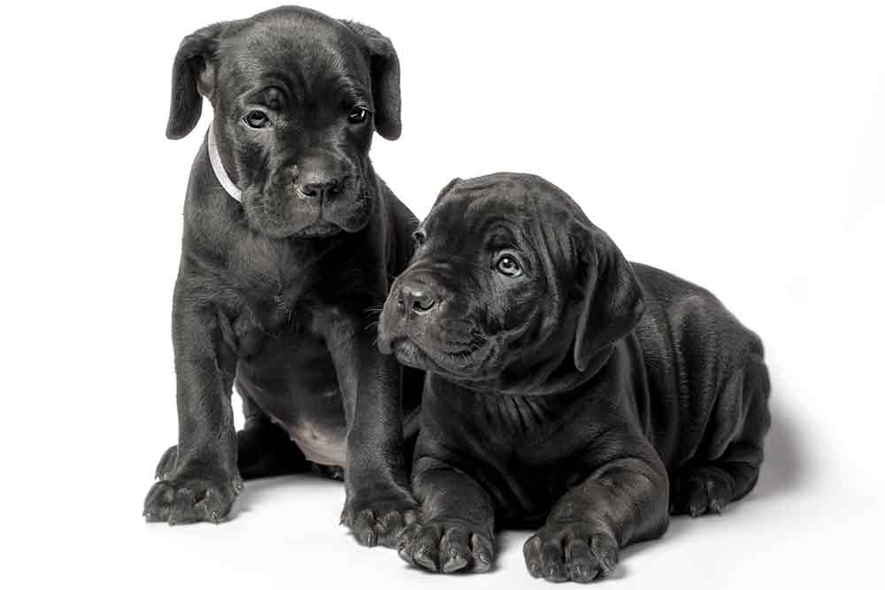 cane corso cachorros