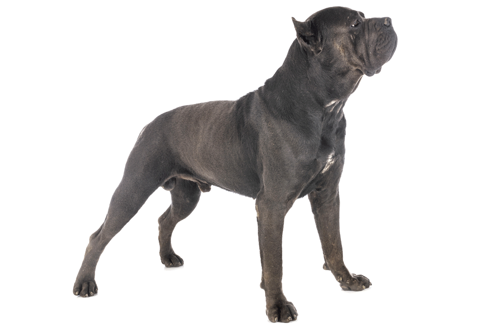 características del cane corso