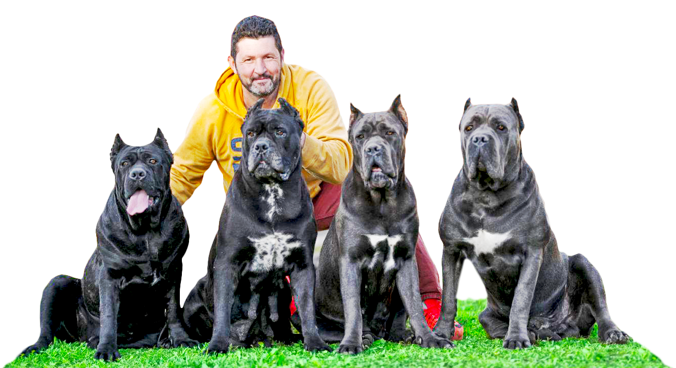 Cane corso
