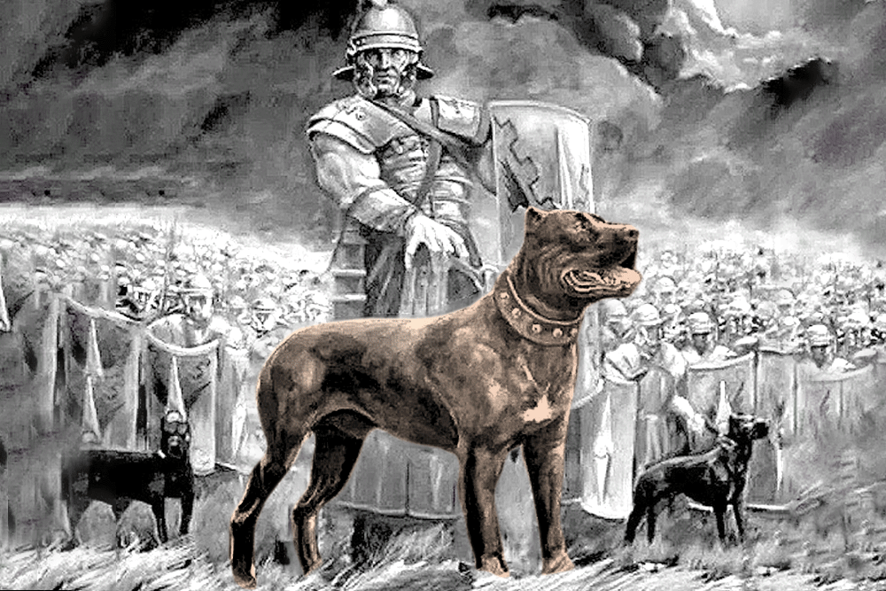historia y origen del cane corso