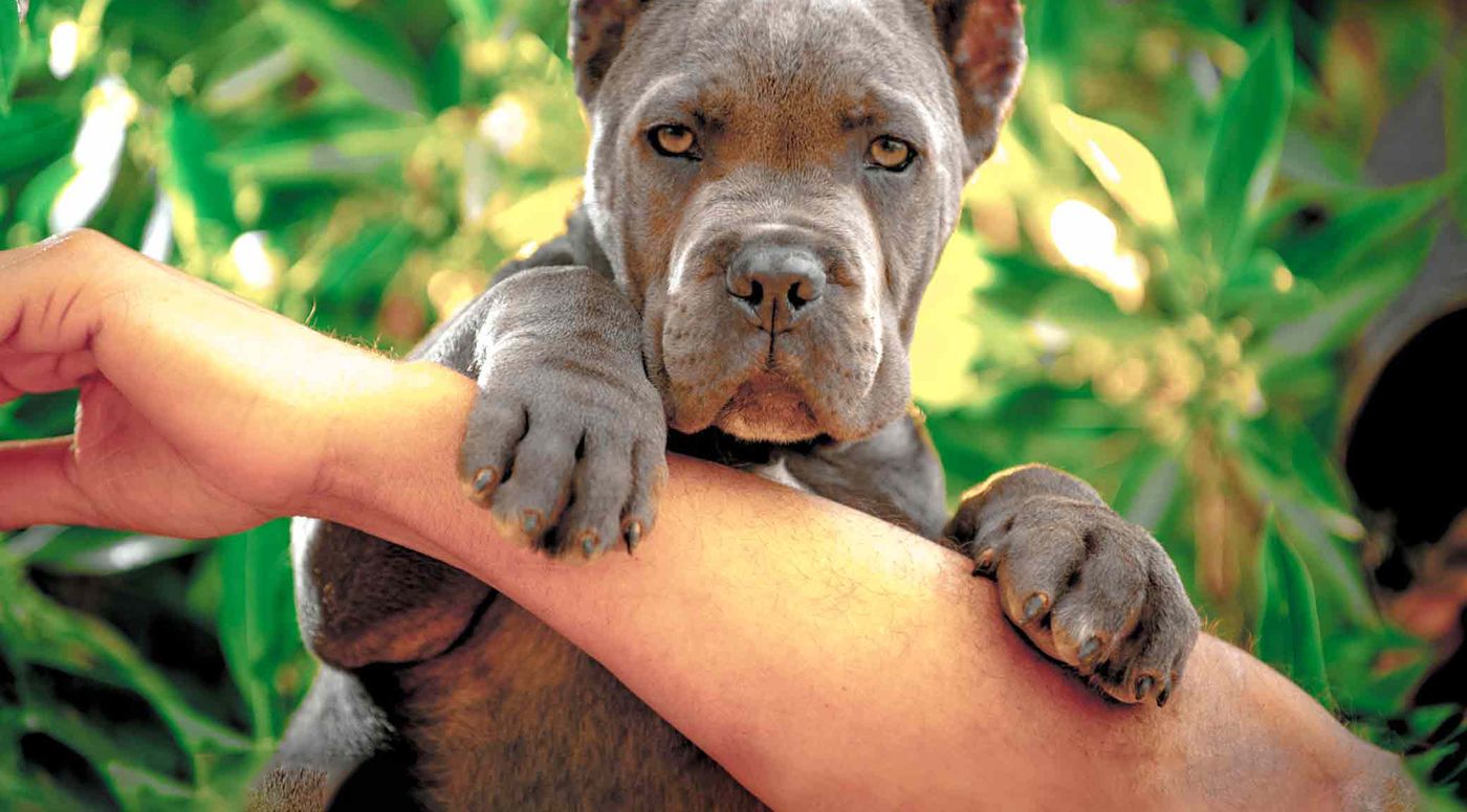 Cachorro de Cane Corso gris apoyado en el brazo de su cuidador