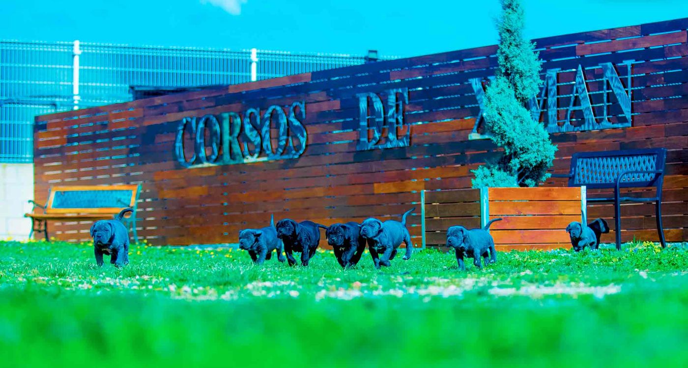 Camada de cachorros de Cane Corso grises corriendo por el césped del criadero Corsos de X-Man