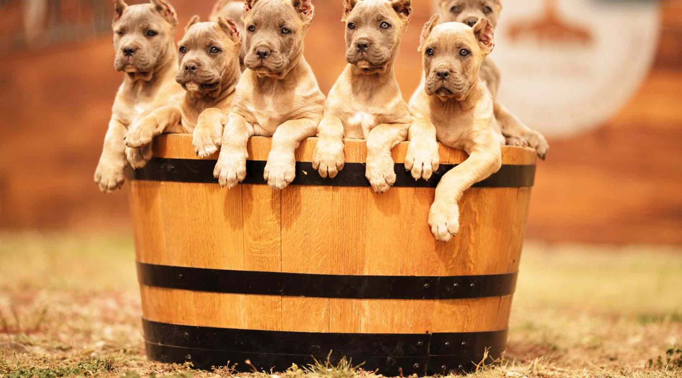 Cachorros de Cane Corso leonados asomados a una barrica de madera