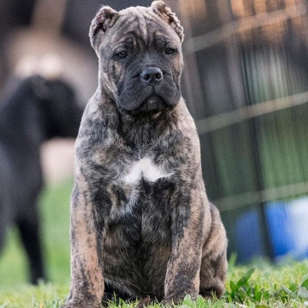 Cane Corso joven de color atigrado sentado en el césped