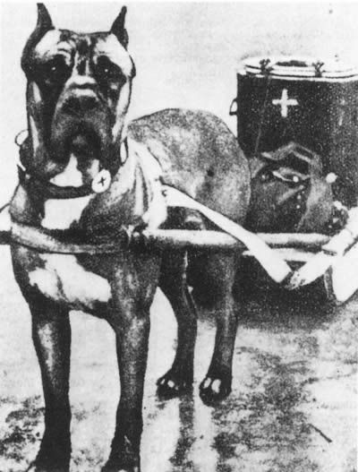 Fotografía antigua de un moloso de tipo Cane Corso enganchado a un carro