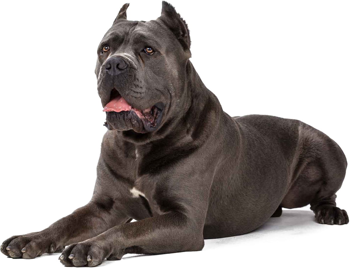 Cane Corso adulto de color gris tumbado, con la cabeza alta y las orejas cortas