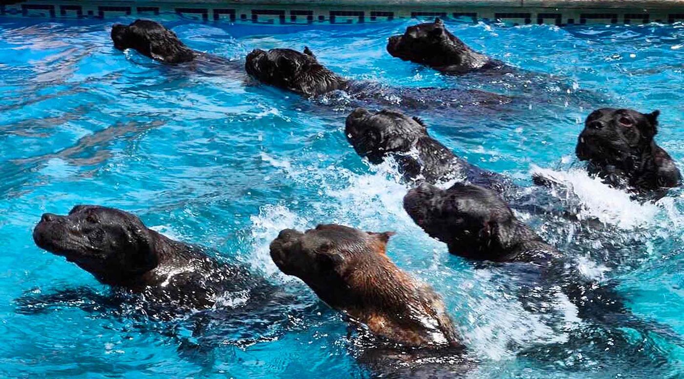 Varios Cane Corso adultos nadando juntos en la piscina