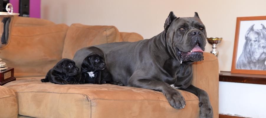 Una Cane Corso tumbada en el sofá de casa junto a sus cachorros