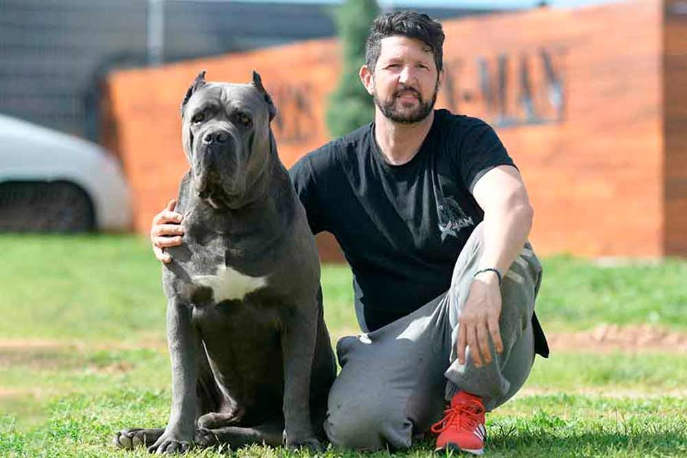 Juanma Morato agachado junto a un Cane Corso adulto gris, que muestra el tamaño real de la raza