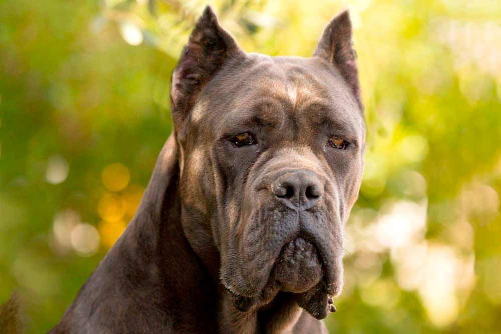 Retrato de un Cane Corso adulto de color leonado oscuro, con la mirada atenta