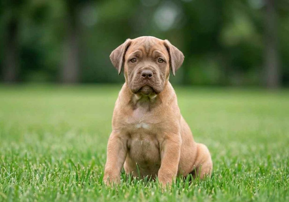 Cachorro de Cane Corso formentino, leonado claro sin máscara negra