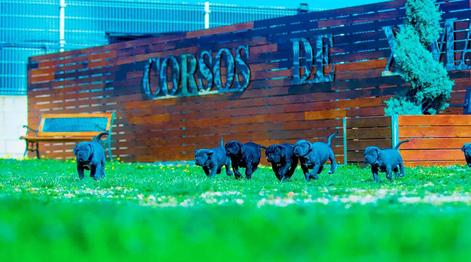 Camada de cachorros de Cane Corso grises corriendo por el césped frente al cartel de Corsos de X-Man