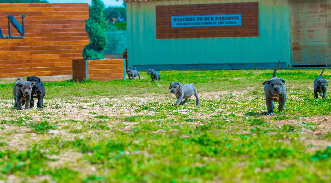 Cachorros de Cane Corso jugando delante de las casetas del criadero
