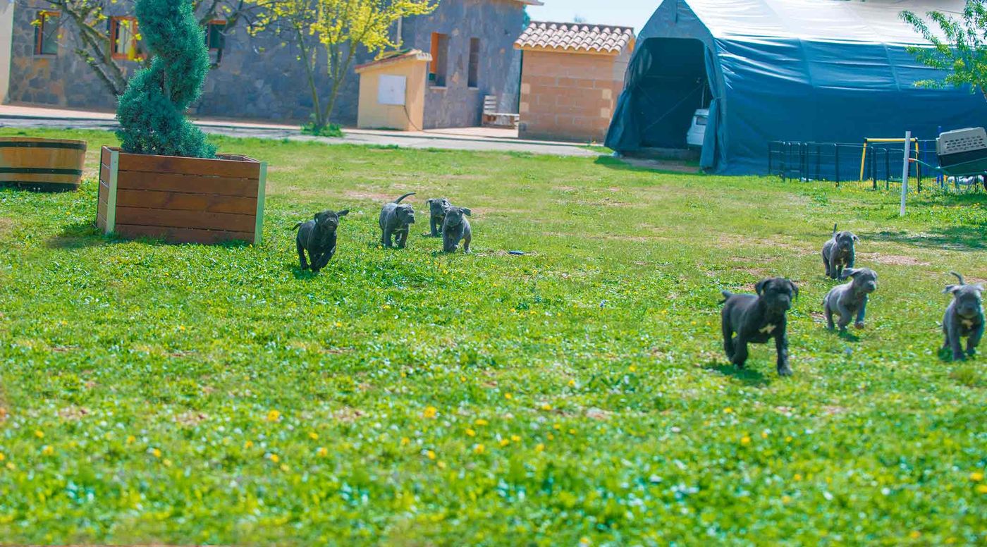 Cachorros de Cane Corso sueltos por el césped de las instalaciones del criadero