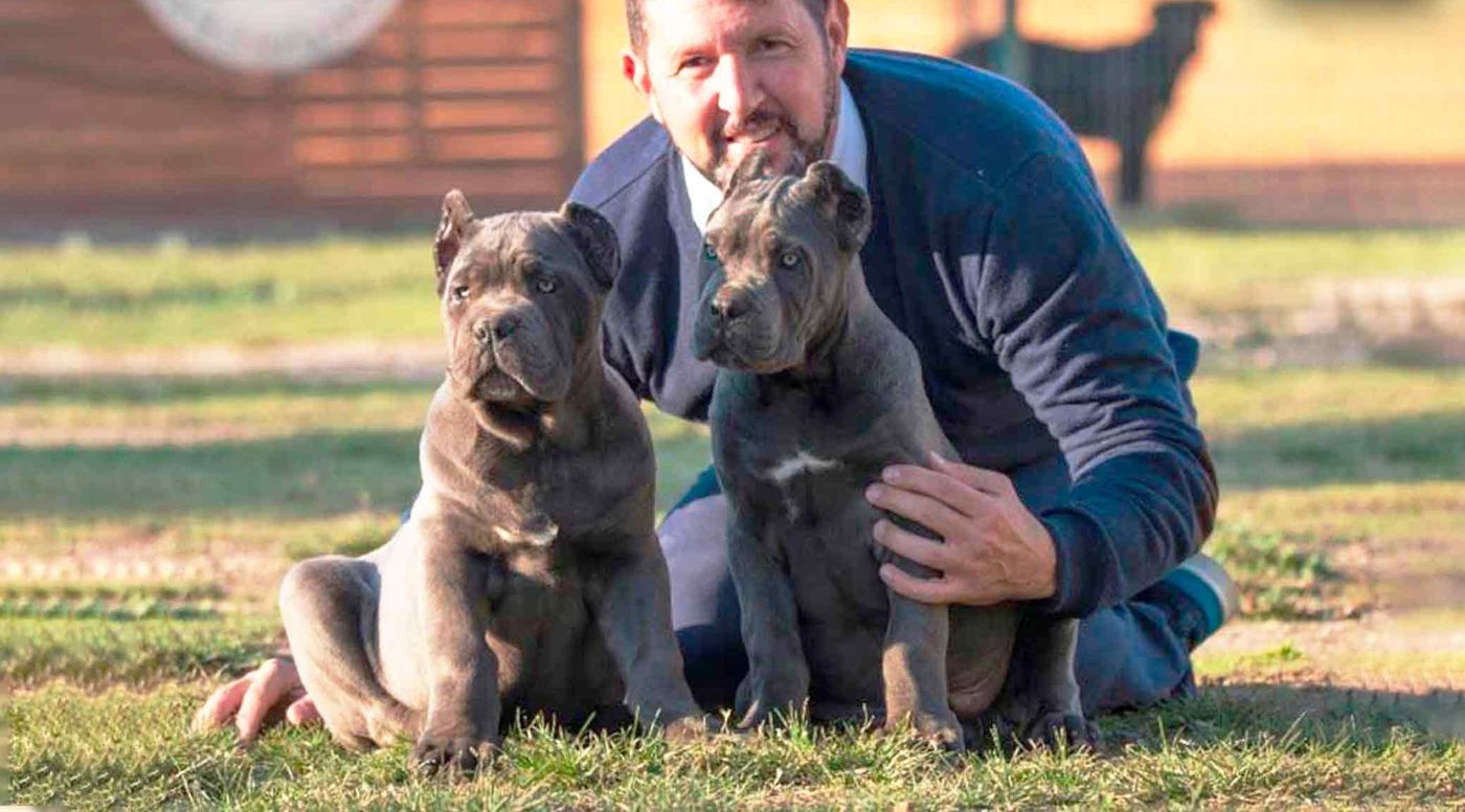 Juanma Morato agachado en el césped con dos cachorros de Cane Corso grises