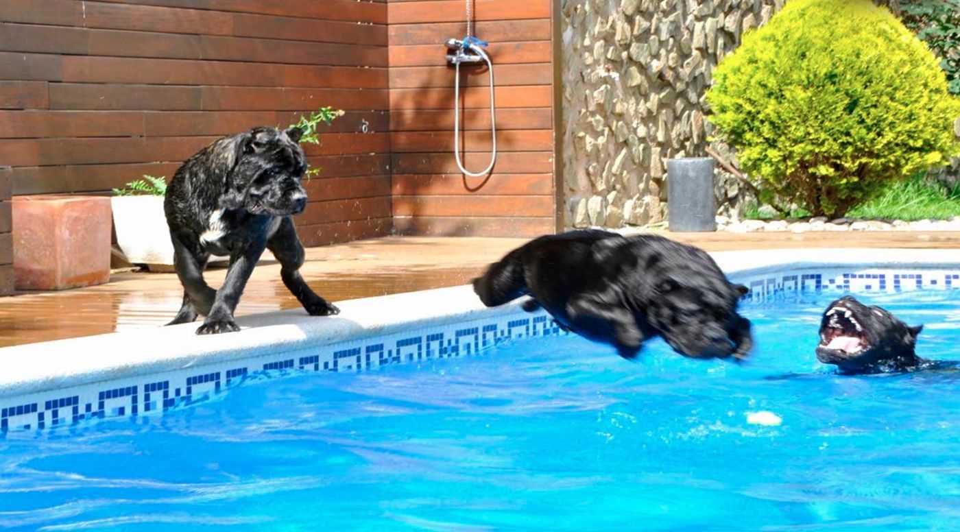 Dos Cane Corso negros saltando y nadando en la piscina del criadero