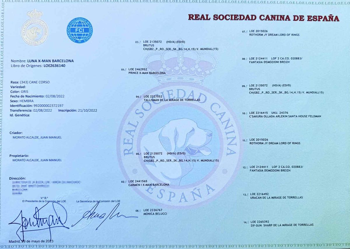 Certificado de campeonato de la Real Sociedad Canina de España