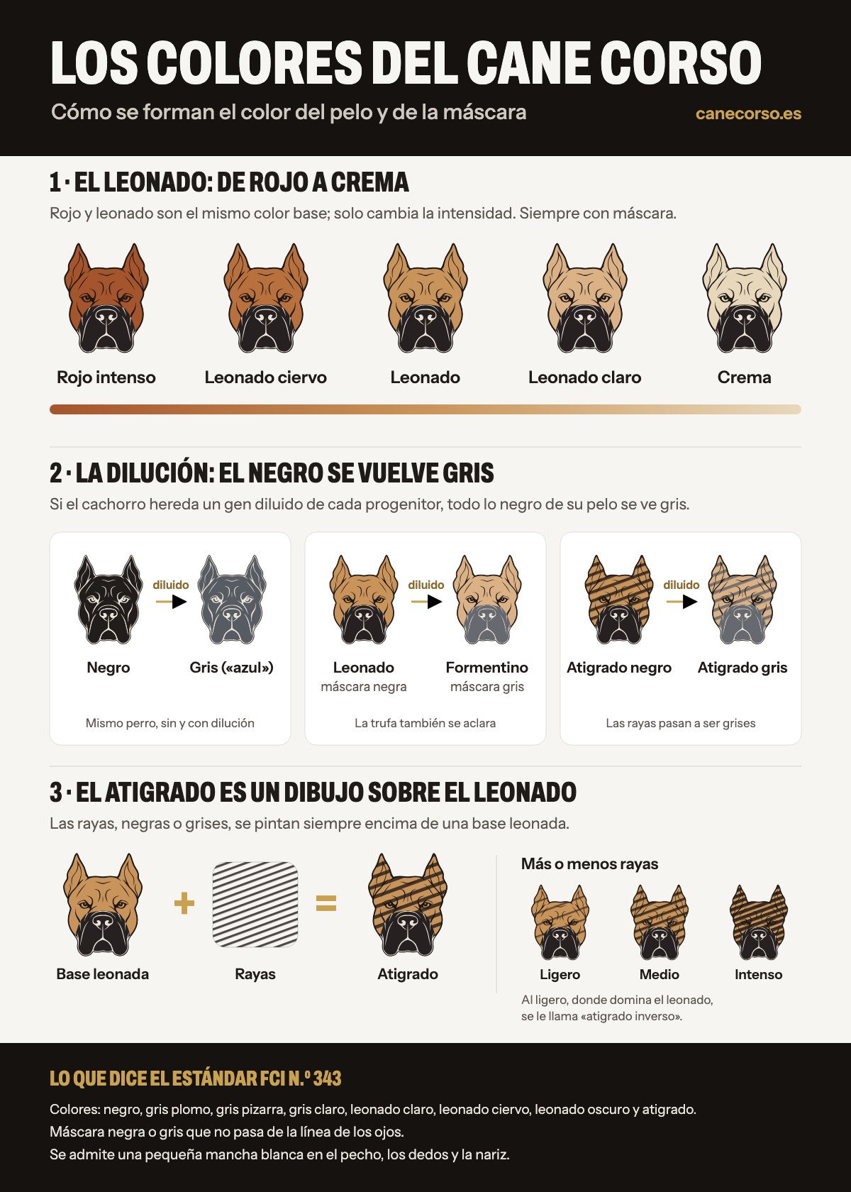 Infografía de los colores del Cane Corso: el leonado va de rojo a crema, la dilución convierte el negro en gris y la máscara negra en gris (formentino), y el atigrado son rayas negras o grises sobre una base leonada