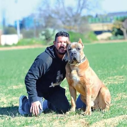 Juanma Morato arrodillado en el césped junto a uno de sus Cane Corso de color leonado
